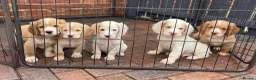 Clumber Spaniel dogs for sale: Health Tested Working Cocker x Clumber Puppies - Advert 1
