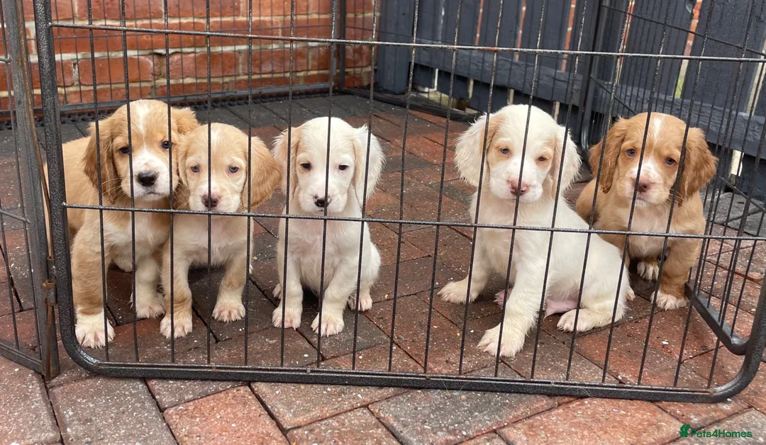Clumber Spaniel dogs for sale: Health Tested Working Cocker x Clumber Puppies - Advert 1