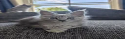 Maine Coon cats for sale: TICA Registered Maine Coon Kittens  - Advert 21