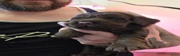 Cocker Spaniel dogs for sale: Beautiful proven cocker spaniels for sale - Advert 38
