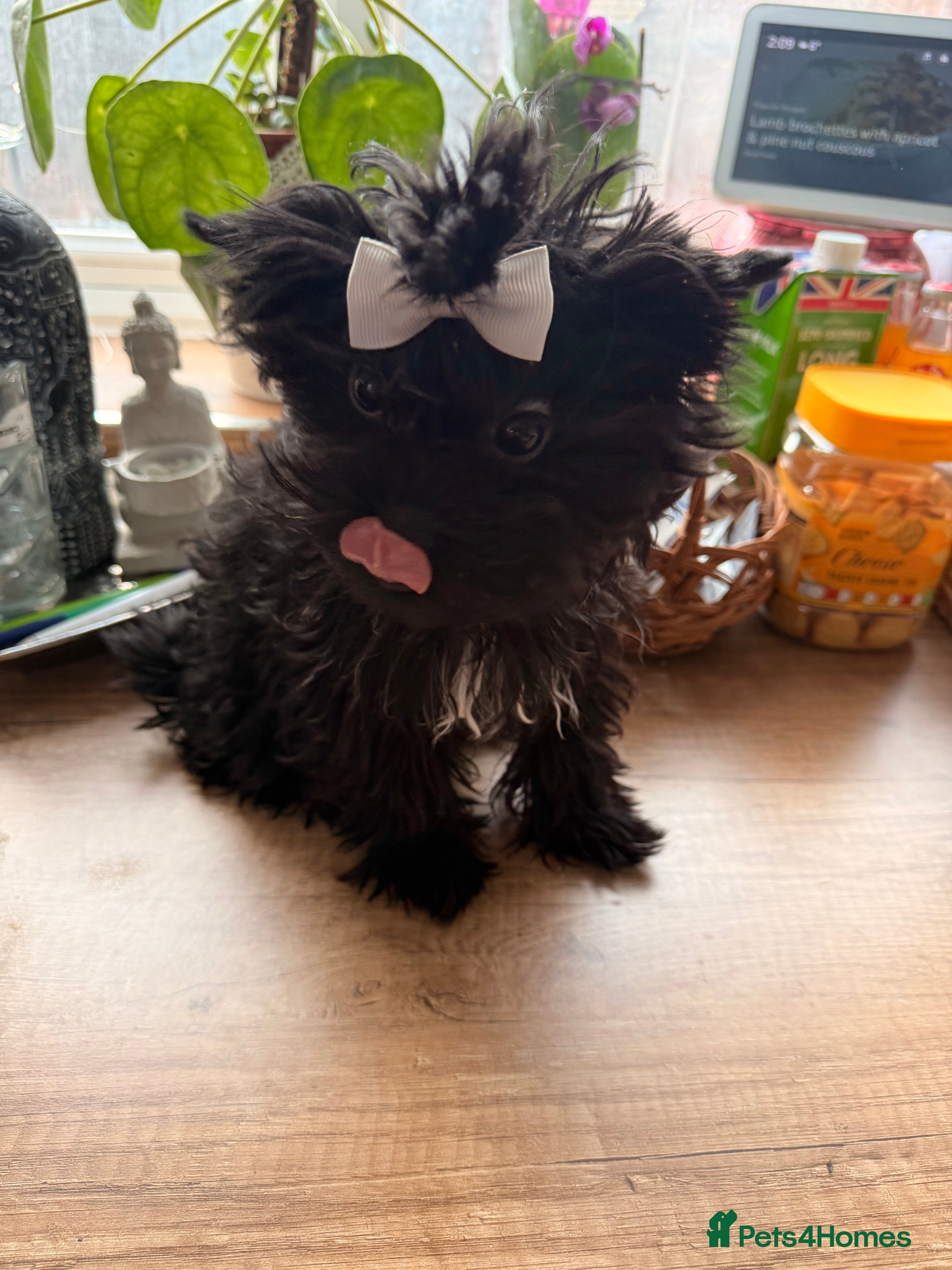 Yorkshire Terrier dogs 🖤 Black sweet girl ready to leave 💖 - Advert 15