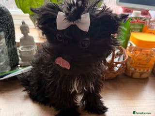 Yorkshire Terrier dogs 🖤 Black sweet girl ready to leave 💖 - Advert 5