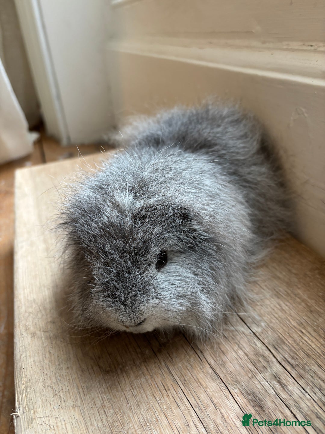 Guinea Pig rodents for sale: Proven Swiss Boar 9 months and son - Advert 6