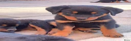 Rottweiler dogs for sale: AMAZING PEDIGREE REGISTERED ROTTWEILER PUPPIES - Advert 5