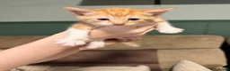 Domestic Shorthair cats for sale: Domestic Shorthair Ginger Kittens  - Advert 7