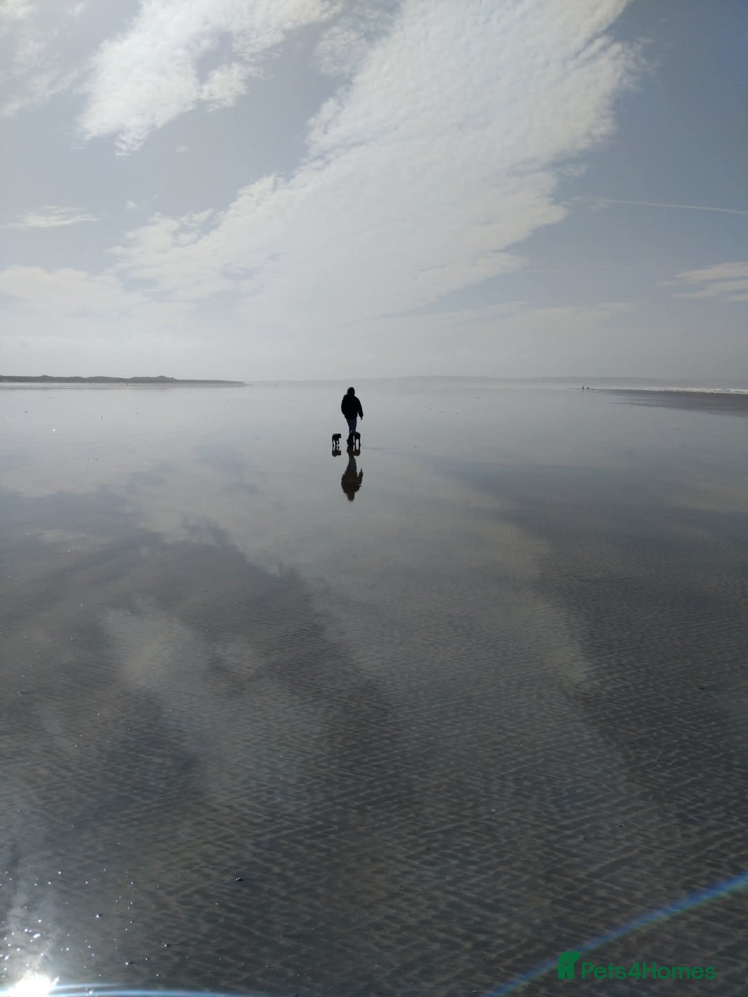 Border Terrier dogs for sale: Mother & Daughter border terrier  - Advert 3