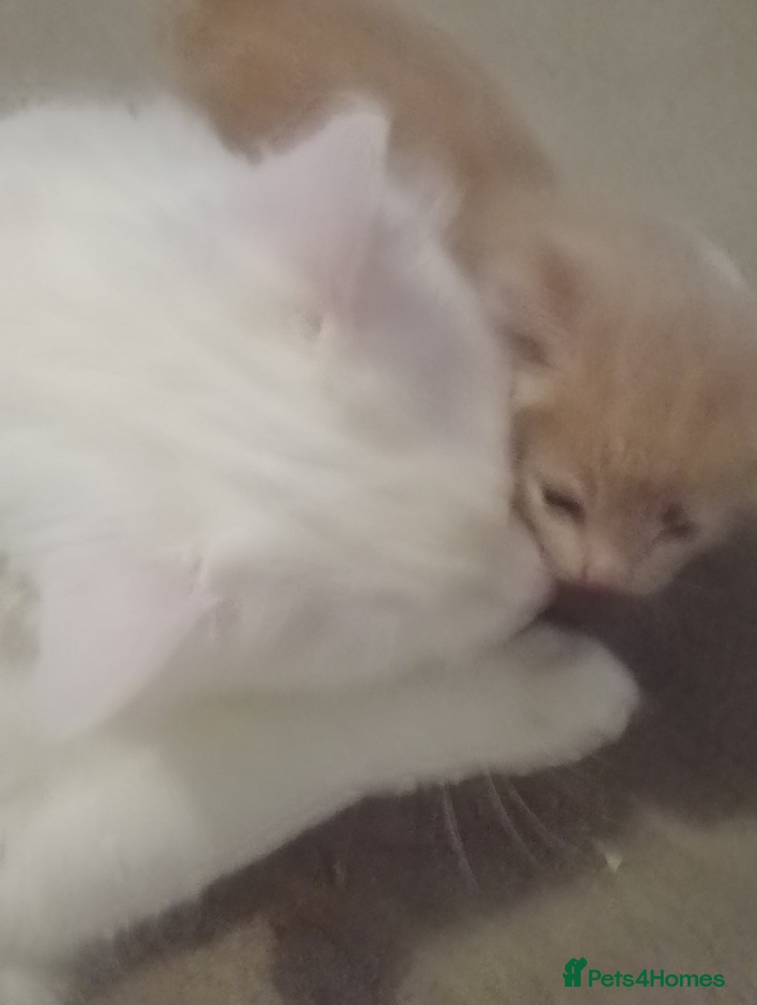 Turkish Angora cats for sale: Turkish angora kittens  - Advert 2