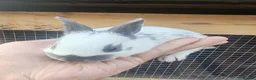 English Spot rabbits for sale: Pure English spot babies  - Advert 3