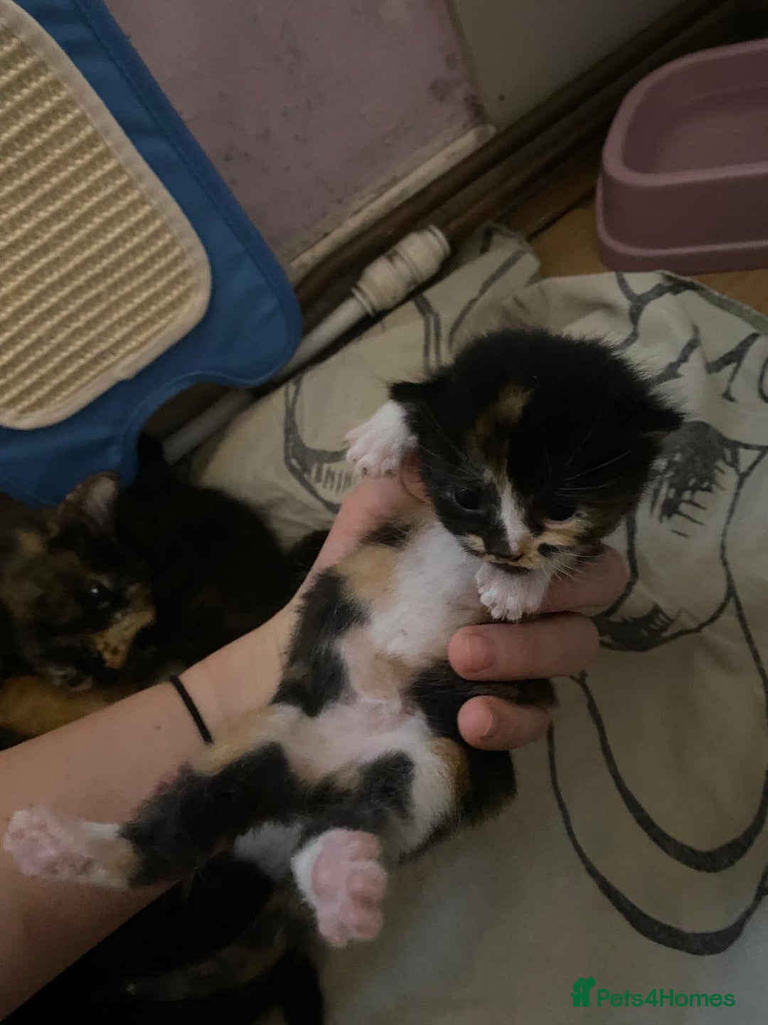 Mixed Breed cats for sale: Kittens for sale  - Image 10