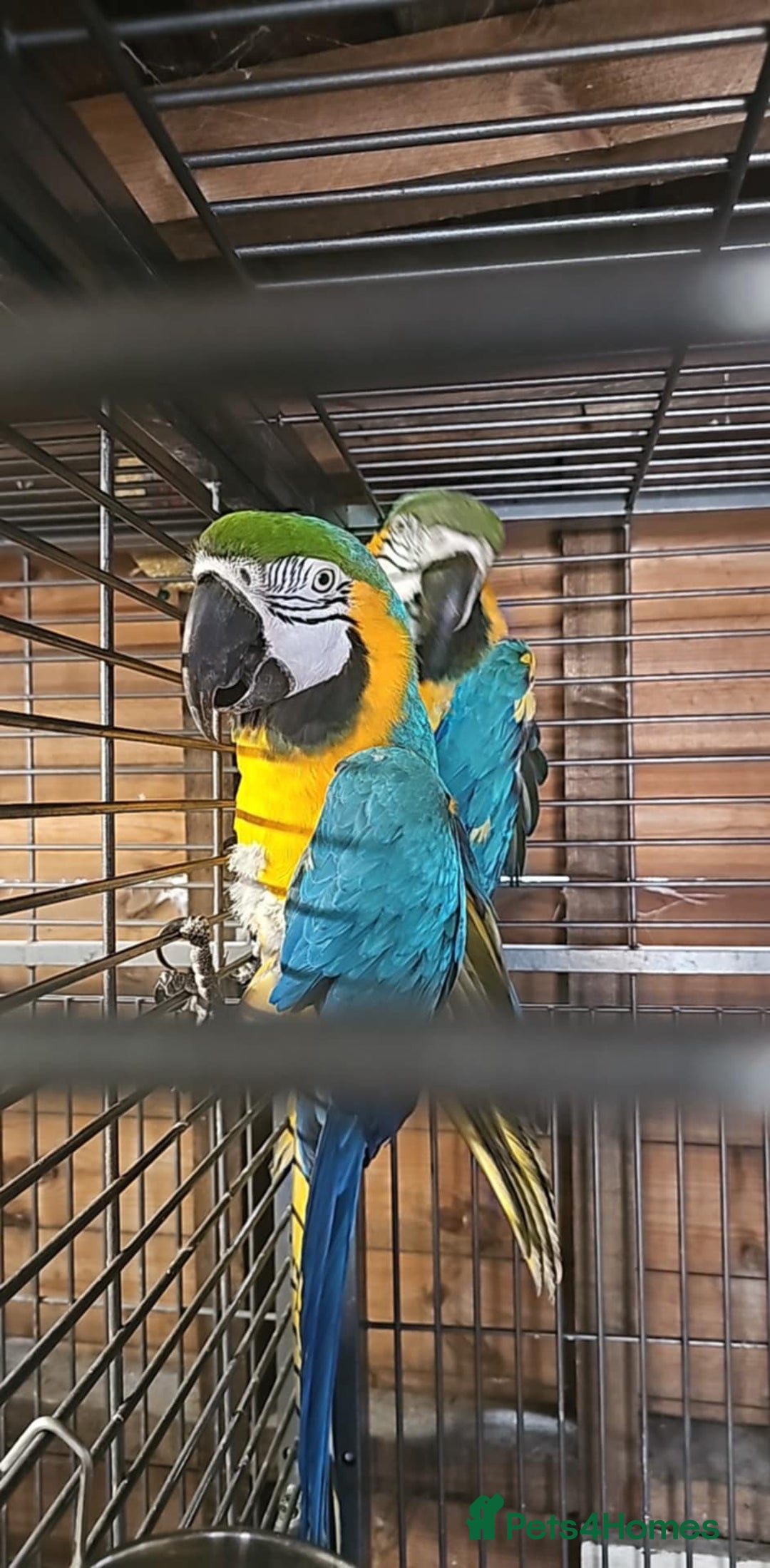 Macaws birds for sale: Macaws  - Advert 1