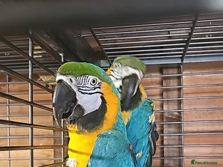 Macaws birds Macaws - Advert 18