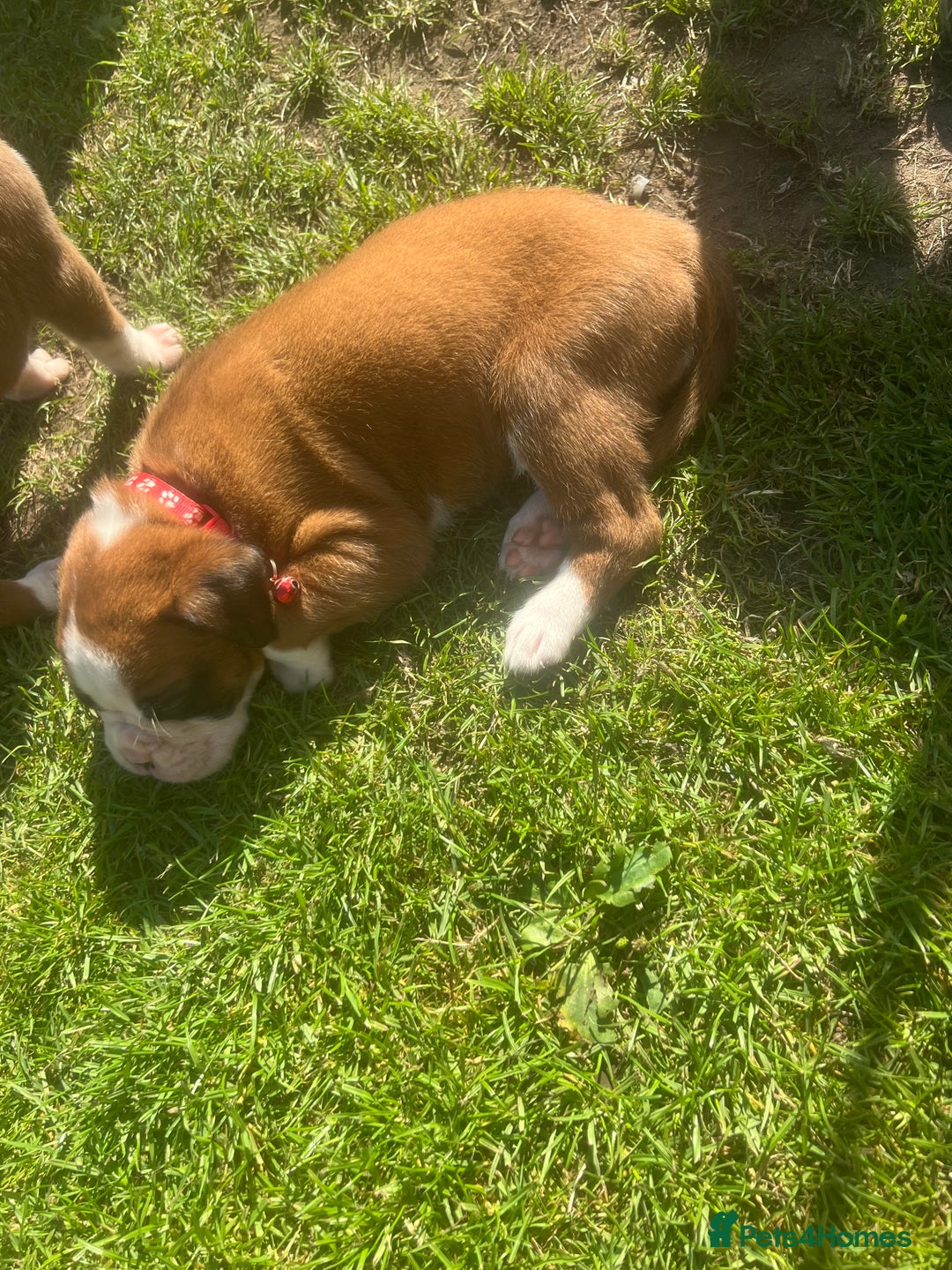 Boxer dogs for sale: Stunning Kc Boxer Puppies - Image 22