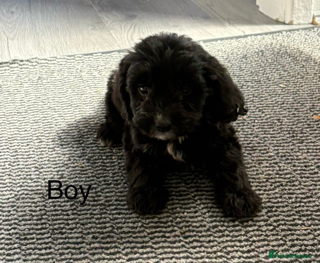 Cockapoo dogs for sale: Cockapoo puppies  - Image 2