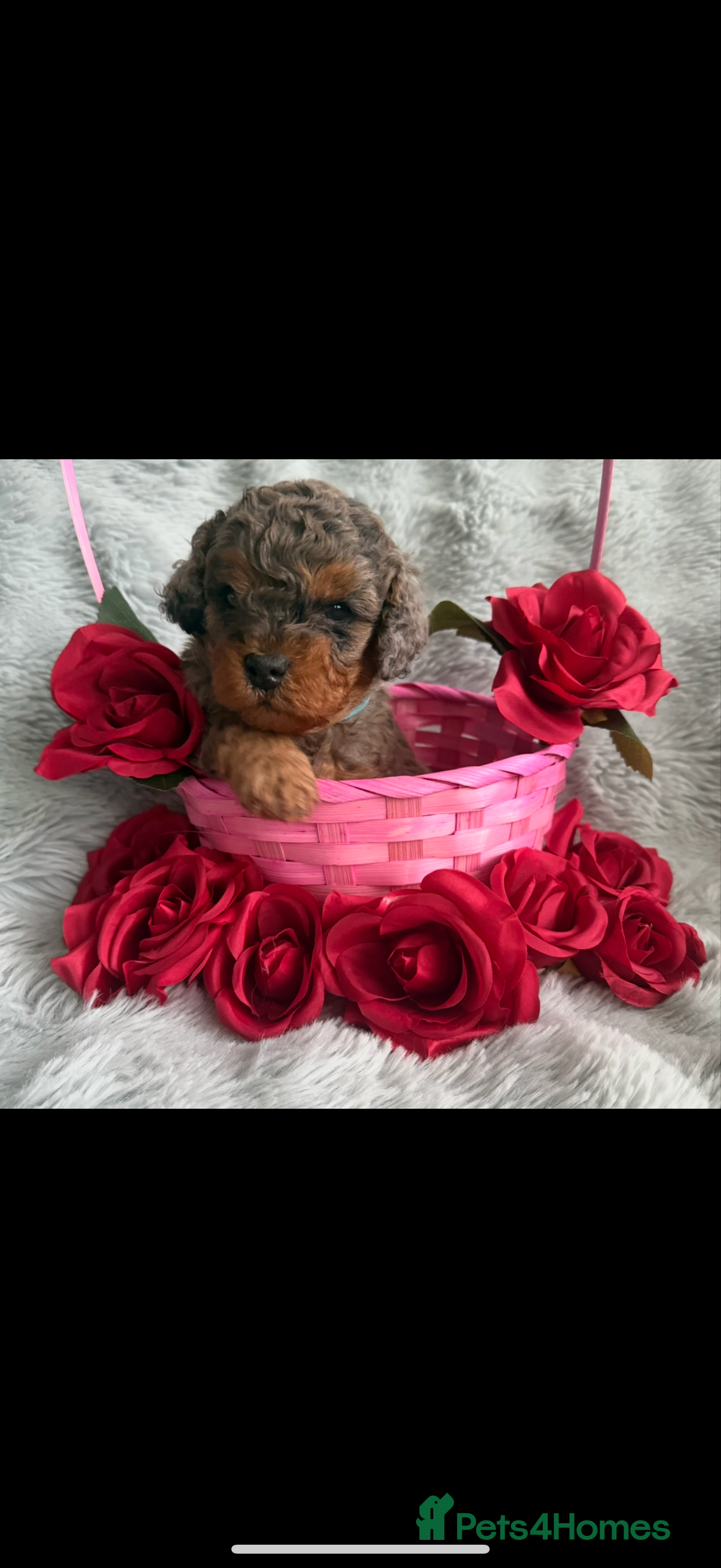 Cavapoo dogs F1b Cavapoo puppies  - Advert 2