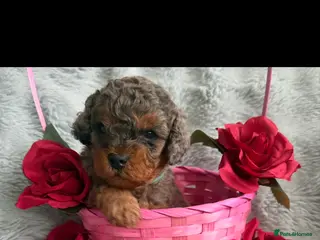 Cavapoo dogs F1b Cavapoo puppies - Advert 2