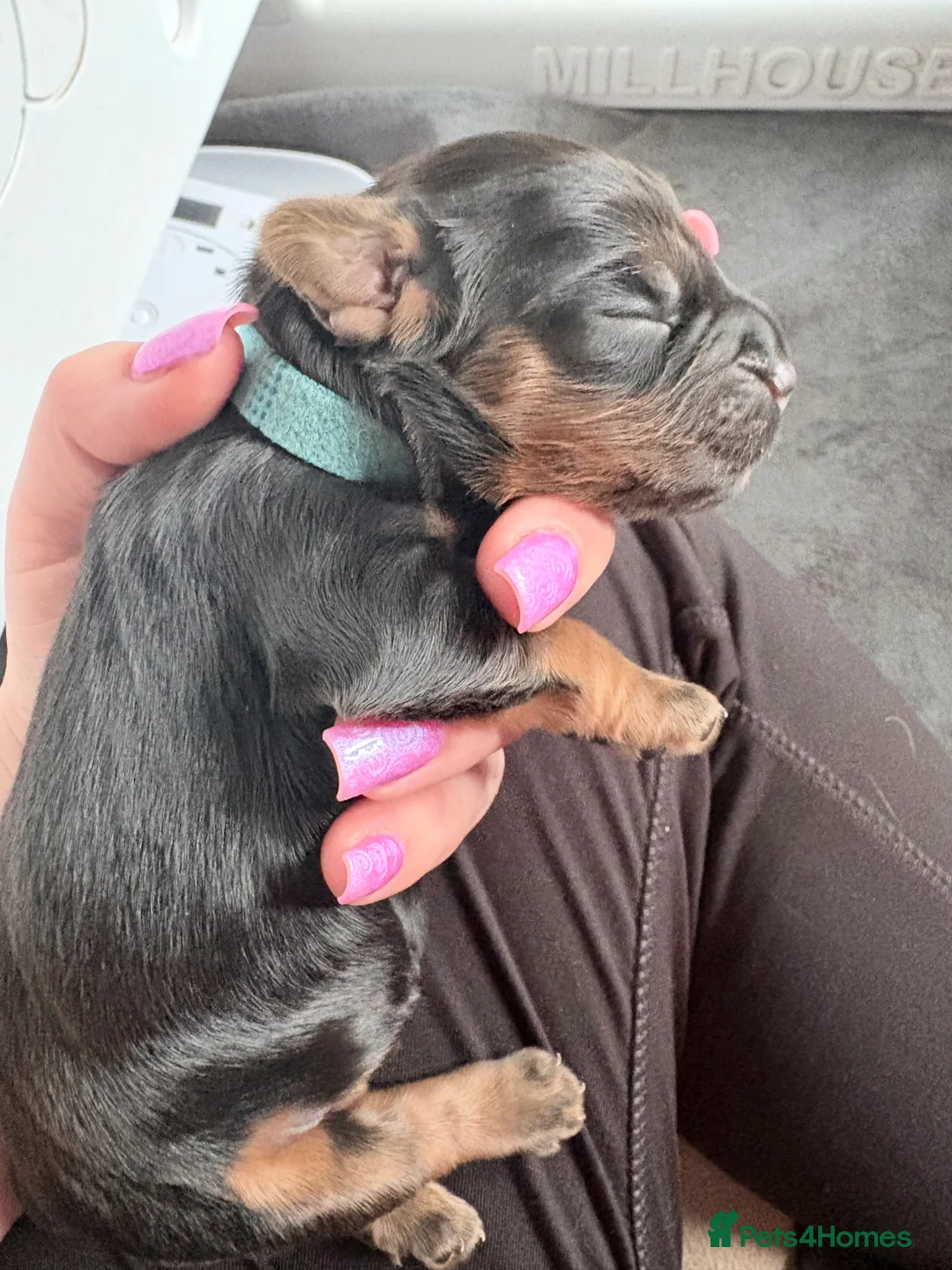 Cocker Spaniel dogs for sale: Cocker spaniel pups  - Advert 2