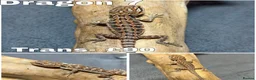 Bearded Dragon reptiles for sale: Gorgeous Baby Bearded Dragons READY NOW - Advert 7