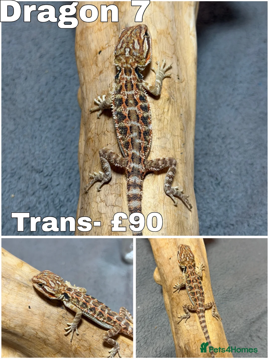 Bearded Dragon reptiles for sale: Gorgeous Baby Bearded Dragons READY NOW - Advert 7