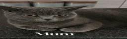 British Shorthair cats for sale: 🐾 Beautiful British Shorthair Kittens Available - Advert 3