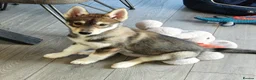 Siberian Husky dogs for sale: Siberian male Husky puppy  - Advert 6