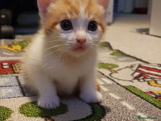 Mixed Breed cats in Northampton - Advert 31