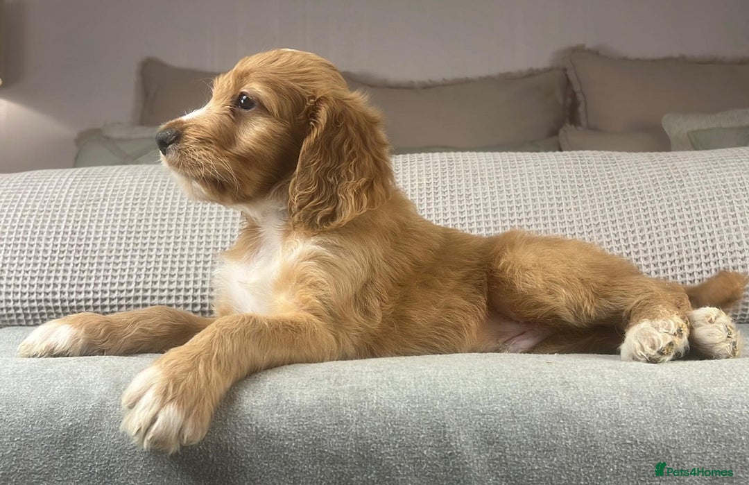 Irish Doodle dogs for sale: The perfect Doodle - Advert 6