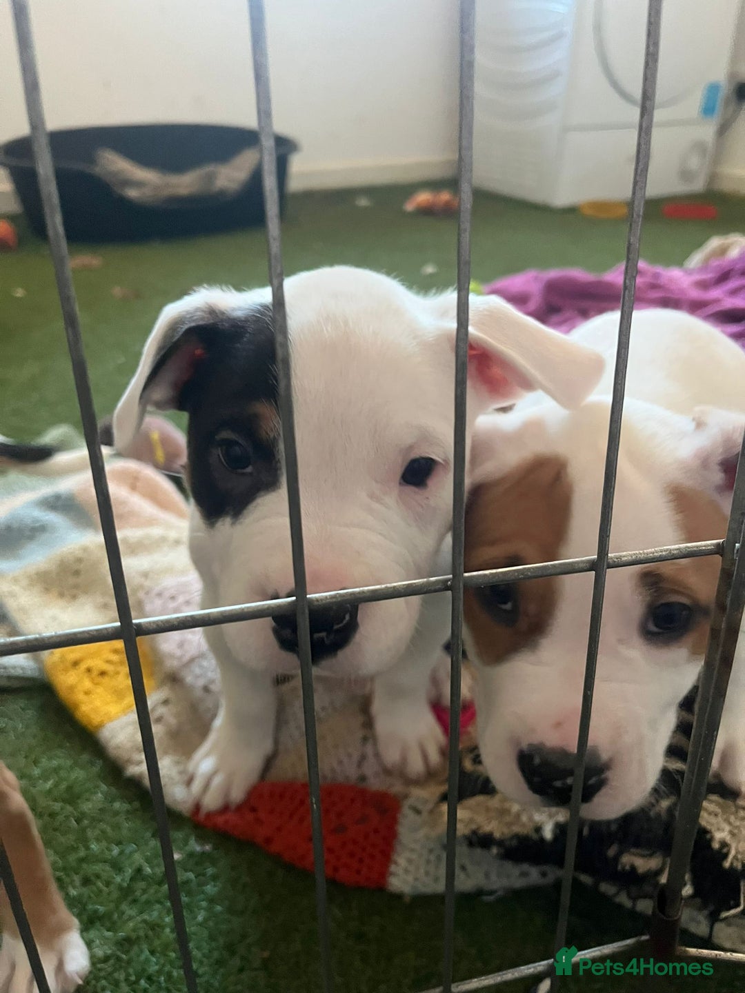 Mixed Breed dogs for sale: American bulldog  - Advert 8