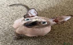 Sphynx cats for sale: Spynx kitten  - Image 2