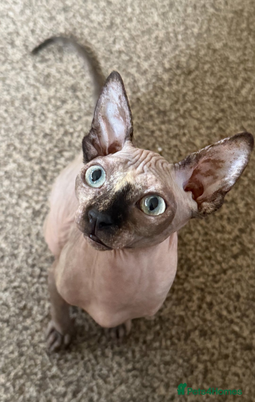 Sphynx cats for sale: Spynx kitten  - Image 2