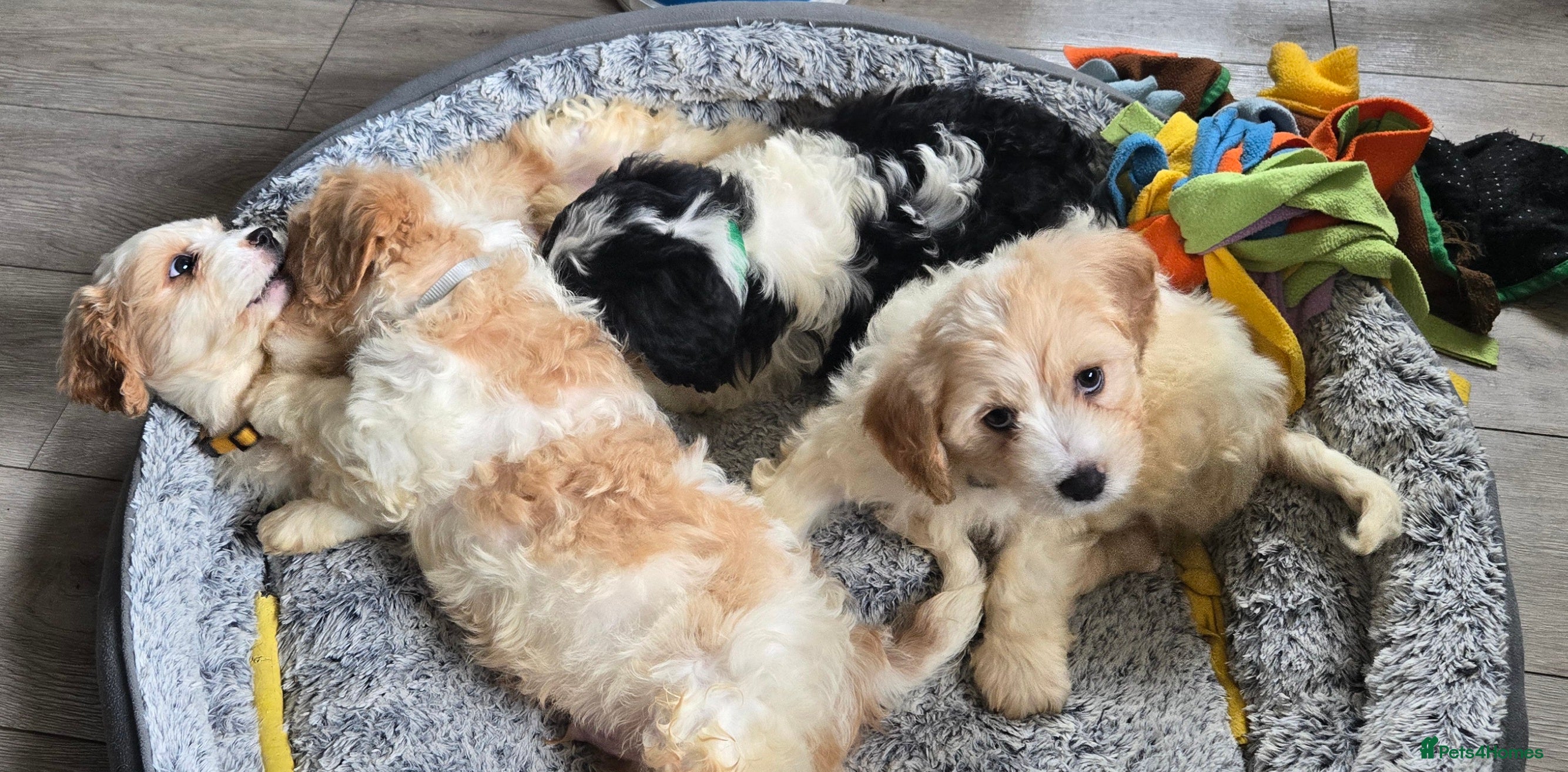 Cavachon dogs Gorgeous Cavachon puppies - Advert 1