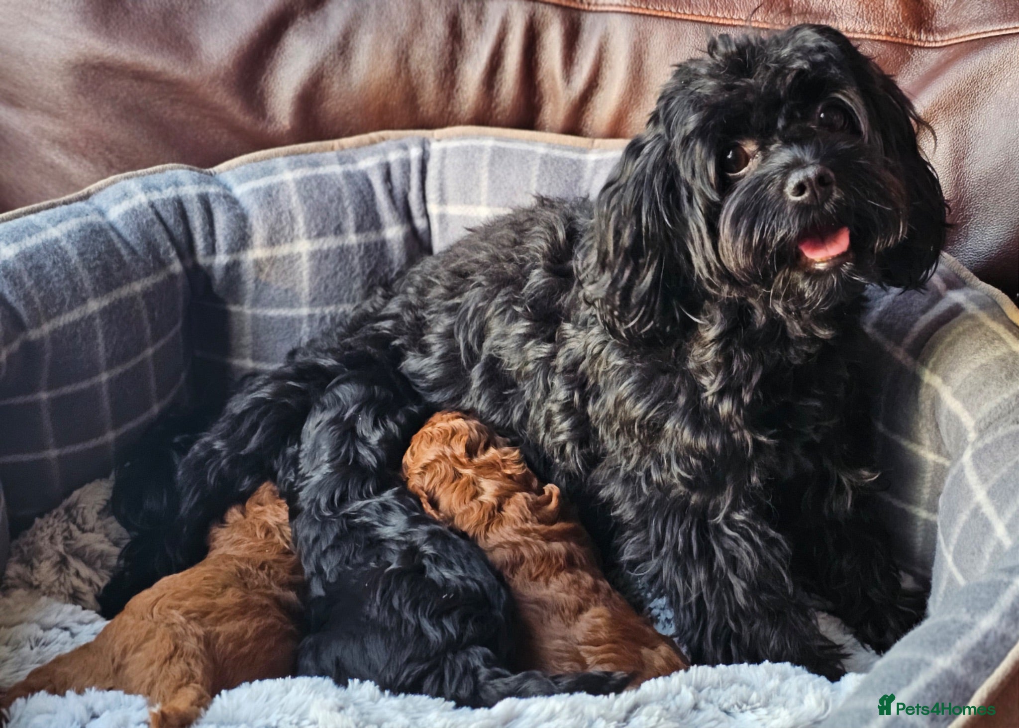 Cavapoo dogs DNA Health Tested Red F1B Cavapoo Puppies - Advert 1