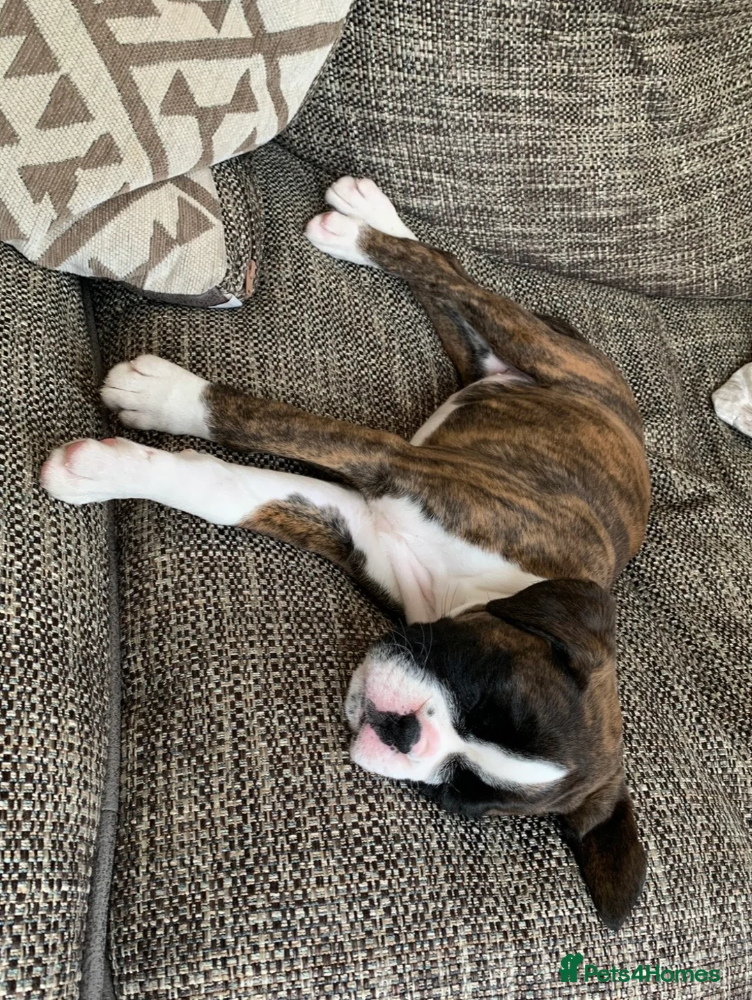 Boxer dogs for sale: Exceptional KC Health Tested Boxers - Advert 6