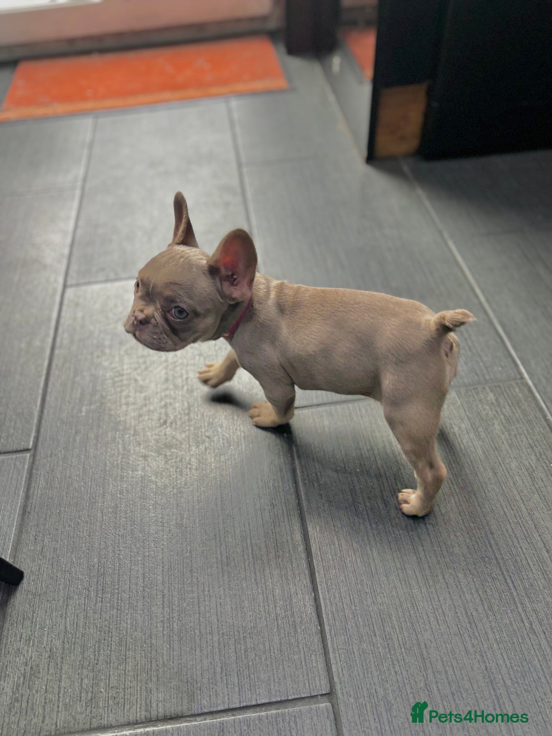 French Bulldog dogs for sale: French Bull Dog Puppies! - Image 6