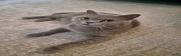British Shorthair cats for sale: Female British Shorthair  - Advert 1