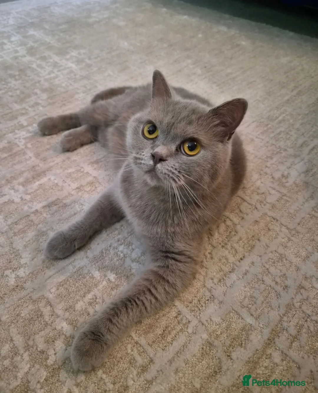 British Shorthair cats for sale: Female British Shorthair  - Advert 1