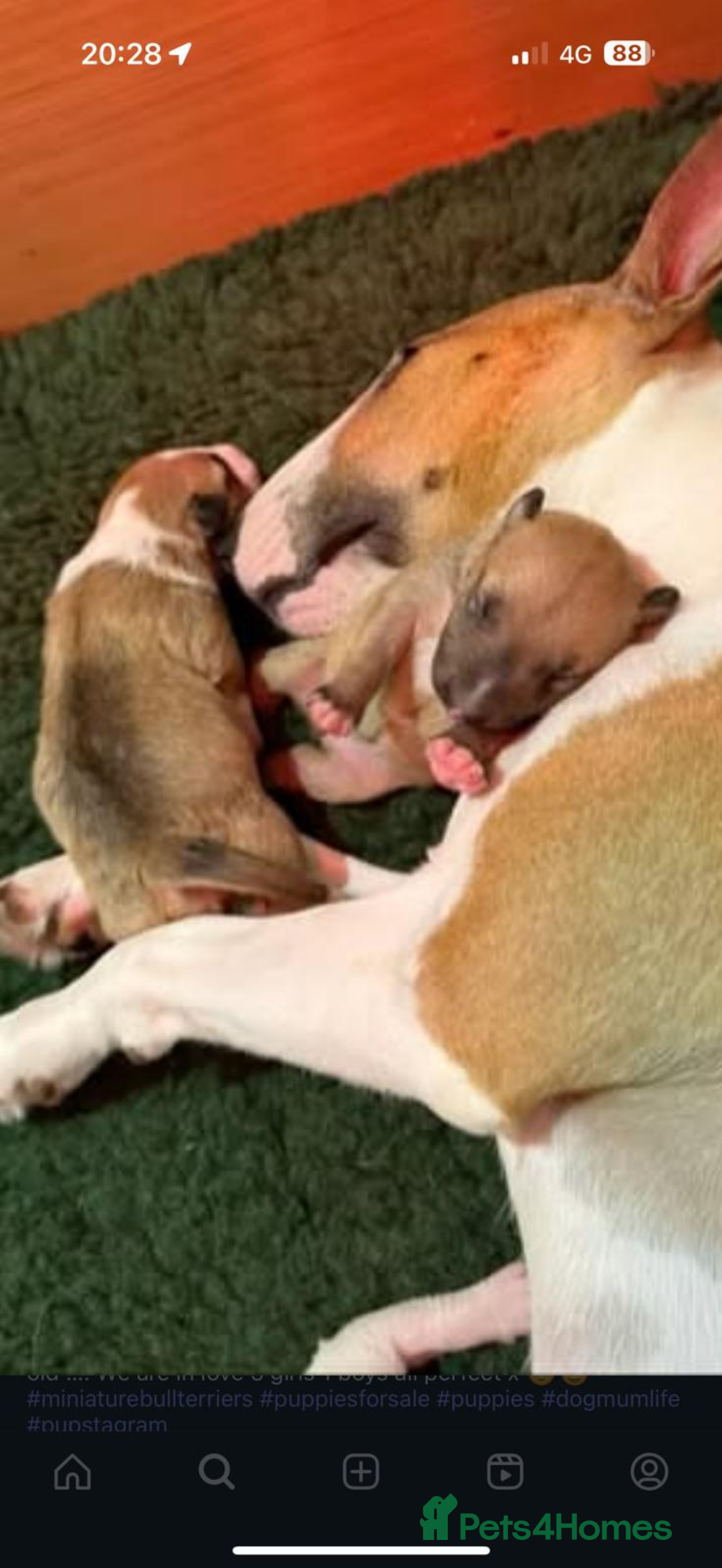 Miniature Bull terrier dogs for sale: Miniature bull terrier  - Advert 4