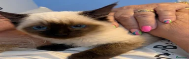 Ragdoll 1