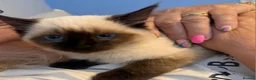 Ragdoll cats for sale: Ragdoll kittens toilet trained flead and wormed  - Advert 5