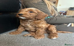 Cockapoo dogs for sale: F1b cockapoo puppies - Image 4