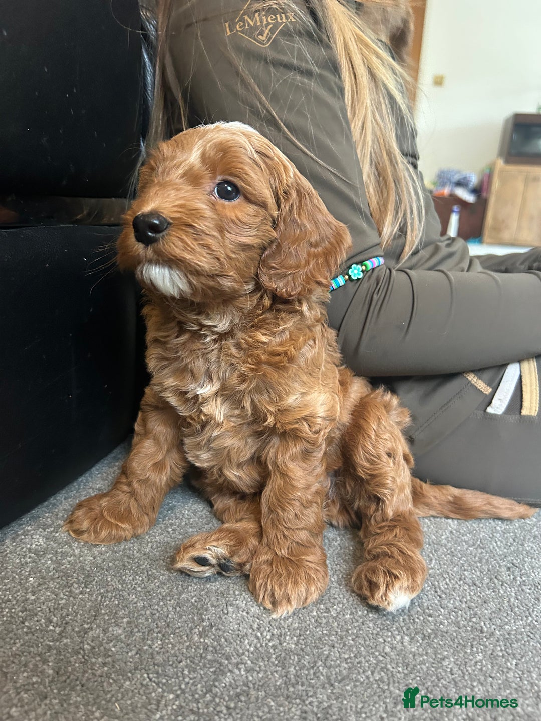 Cockapoo dogs for sale: F1b cockapoo puppies - Image 4