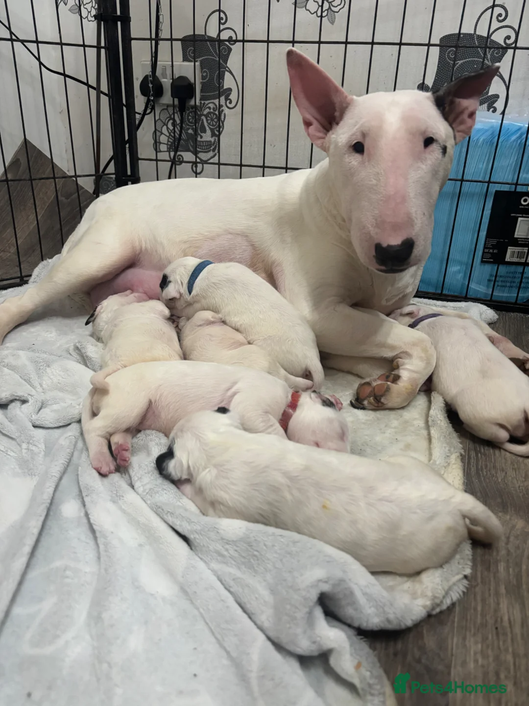 English Bull Terrier dogs for sale: Outstanding female bullterrier  - Advert 4