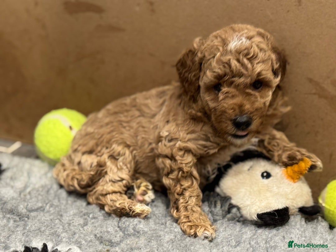 Miniature Poodle dogs for sale: Stunning Miniture Poodles - Image 32