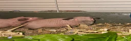 Guinea Pig rodents for sale: 4 male skinny pig boars - Advert 4