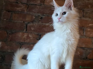 Maine Coon cats - Advert 32