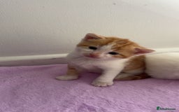 Turkish Angora cats for sale: Ginger white Turkish angora kittens 🥰 - Image 2