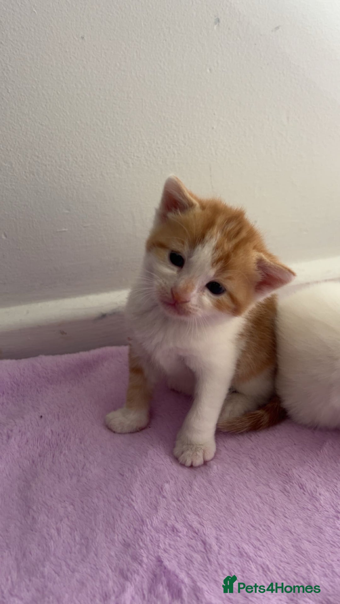 Turkish Angora cats for sale: Ginger white Turkish angora kittens 🥰 - Image 2