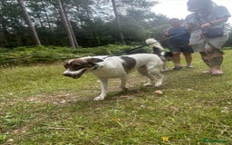 Mixed Breed dogs for adoption: Eddie - Norwich Norfolk  - Image 15