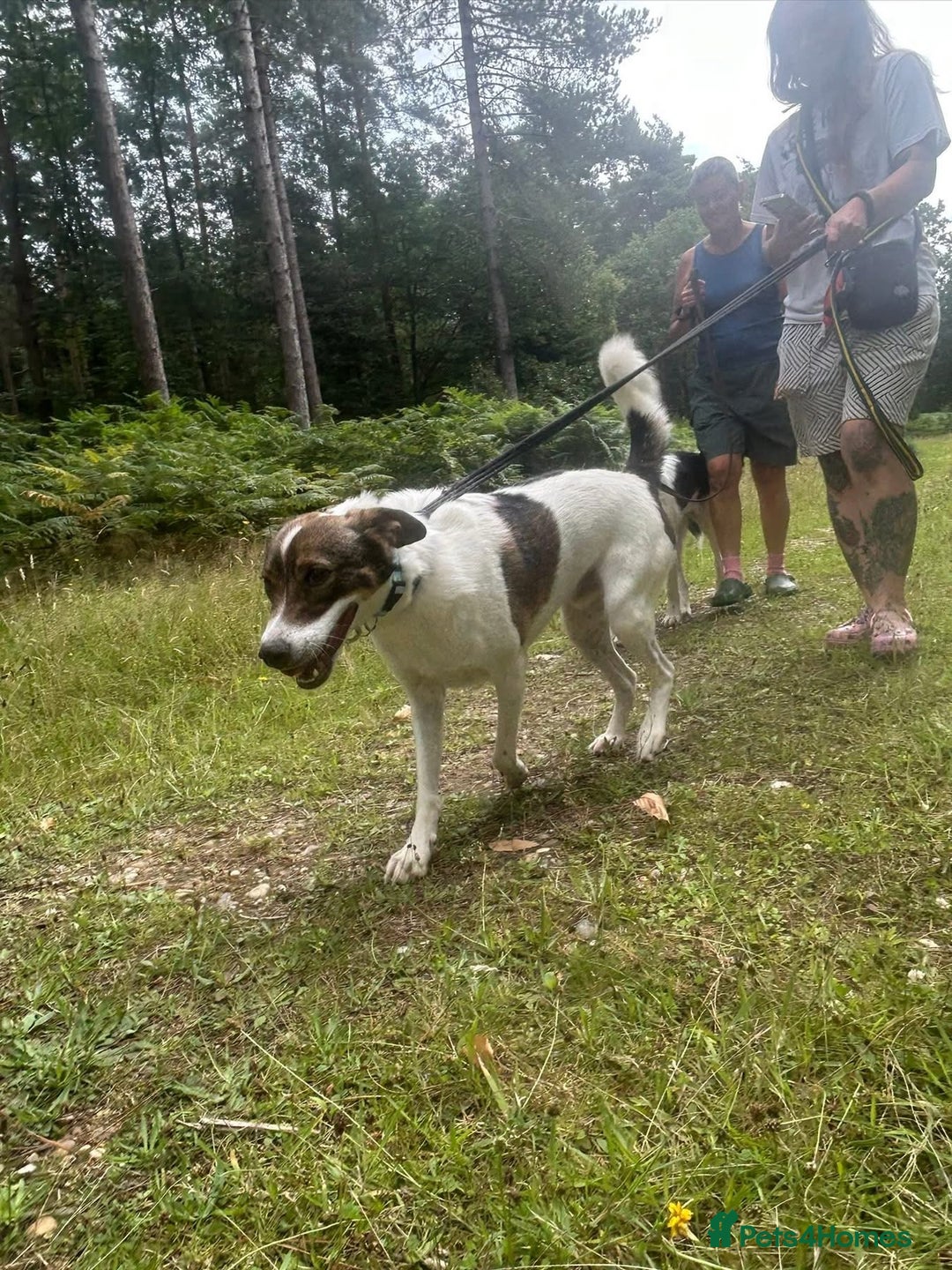 Mixed Breed dogs for adoption: Eddie - Norwich Norfolk  - Image 15