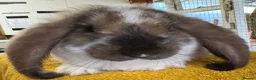 French Lop rabbits for sale: French Lop Babies - Advert 2
