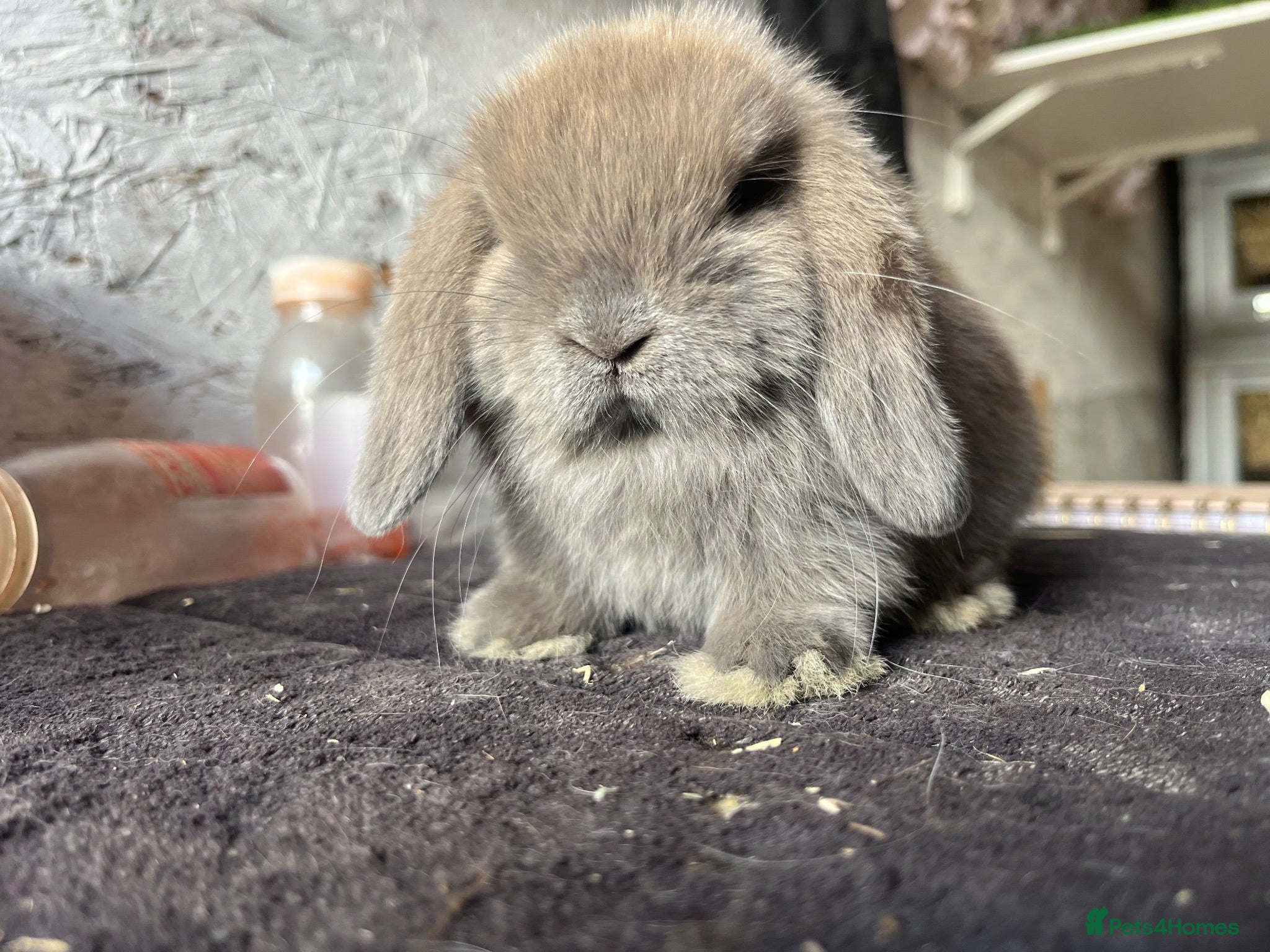Mini Lop rabbits Mini lop - Advert 1